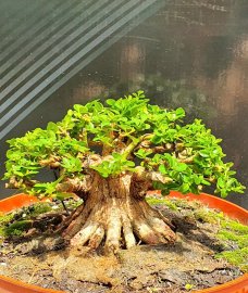 Sam hương mini