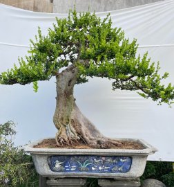 Scopolia nana bonsai tree
