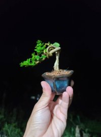 Sam hương indo