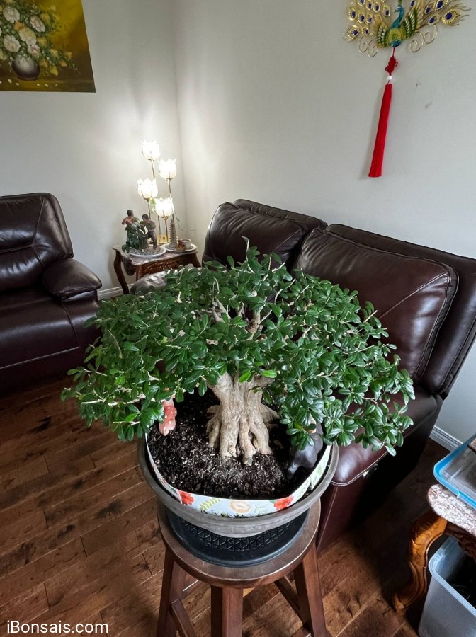 Linh sam bonsai ở Canada