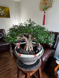 Linh sam bonsai ở Canada