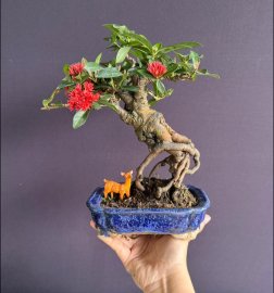 Mẫu đơn sen đang hoa #386k kèm chậu đẹp