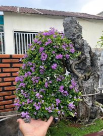 Desmodium unifoliatum over rock artwork 