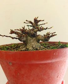 Water Jasmine mini tree 8cm