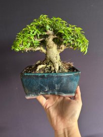 Mai chiếu thuỷ lá trung lùn lùn xinh xắn