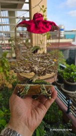 Antidesma acidum tree grew in the pot