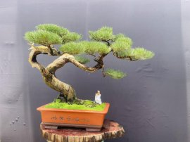 Phi lao phong tranh đẹp ạ❤️