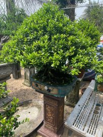 Hải châu gl