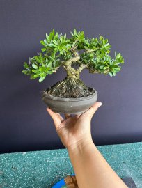 Linh sam đang hoa #350k bao ship ạ