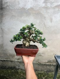 Sam núi trái giá mềm