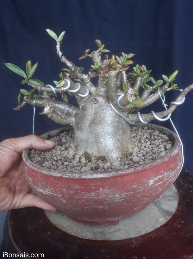 Em Sứ mini lùn lực...