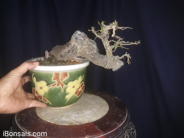 Em Cẩm Thị nhỏ xinh đang lộc non mới...
