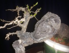 Em Cẩm Thị nhỏ xinh đang lộc non mới...