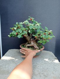 Cây ăn trái: dâu tằm