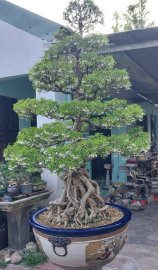 Water Jasmine tree, full flowers