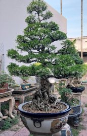 Water Jasmine tree, full flowers