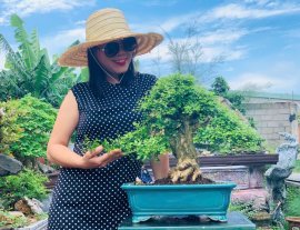 Nguyệt quế bonsai