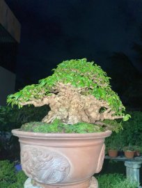 Mai chiếu thuỷ lá trung