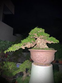 Mai chiếu thuỷ lá trung