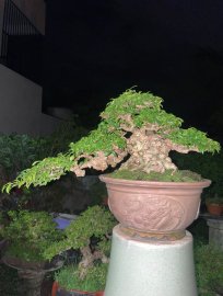 Mai chiếu thuỷ lá trung