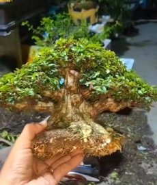 Mai chiếu thủy trực búp măng