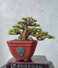 Mai chiếu thuỷ lá trung sumo.
