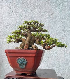 Wrightia religiosa bonsai sumo tree