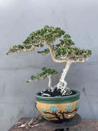 Antidesma acidum mountain tree