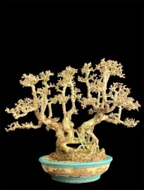 Antidesma acidum mountain tree