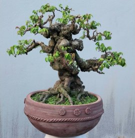 Star fruit tree