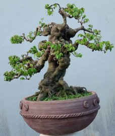 Star fruit tree