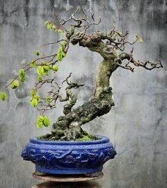 Khế già trĩu quả