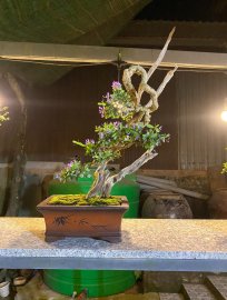 Linh sam lũa nghệ thuật