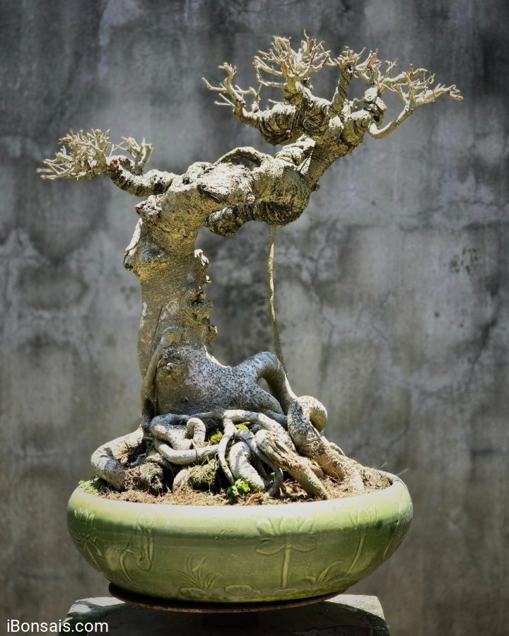 Ficus benjamina bonsai tree