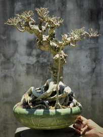 Ficus benjamina bonsai tree