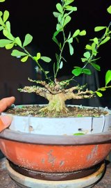 Linh sam mini
