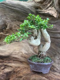 Hồng ngọc mai mini bàn trà