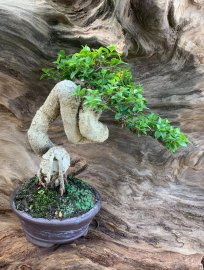 Hồng ngọc mai mini bàn trà