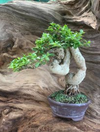 Malpighia glabra tree