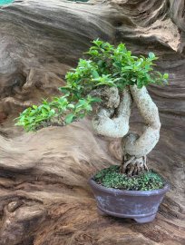 Hồng ngọc mai mini bàn trà