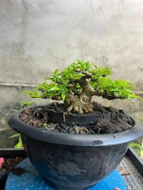 Linh sam mini