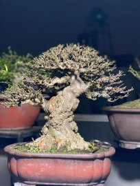Wrightia religiosa bonsai tree