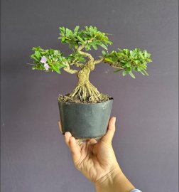 Linh sam #268k đế siêu đẹp