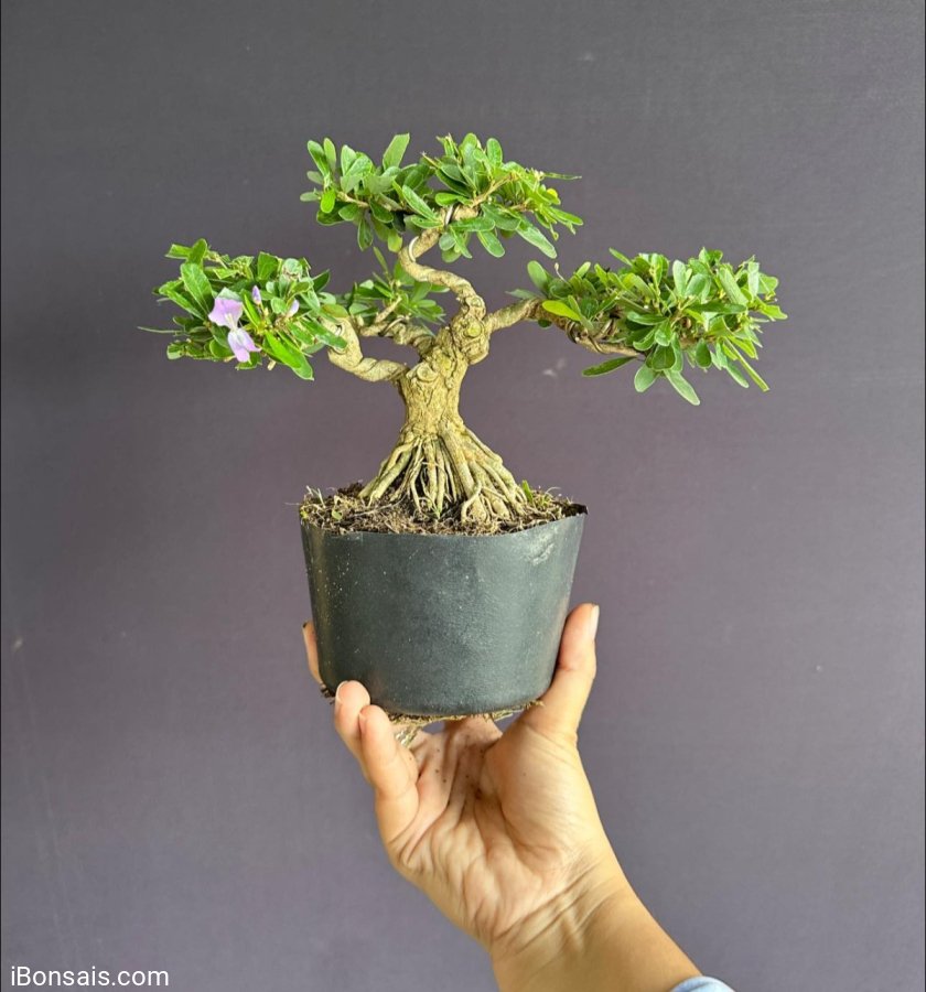 Linh sam #268k đế siêu đẹp