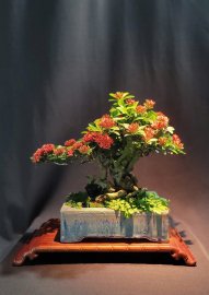 Trang Sen Bonsai