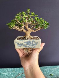 Sam hương như cây cổ thụ