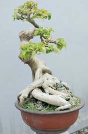 Bodhi bonsai mature tree