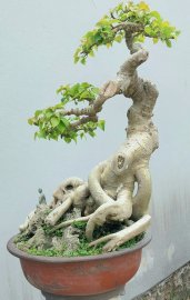 Bodhi bonsai mature tree