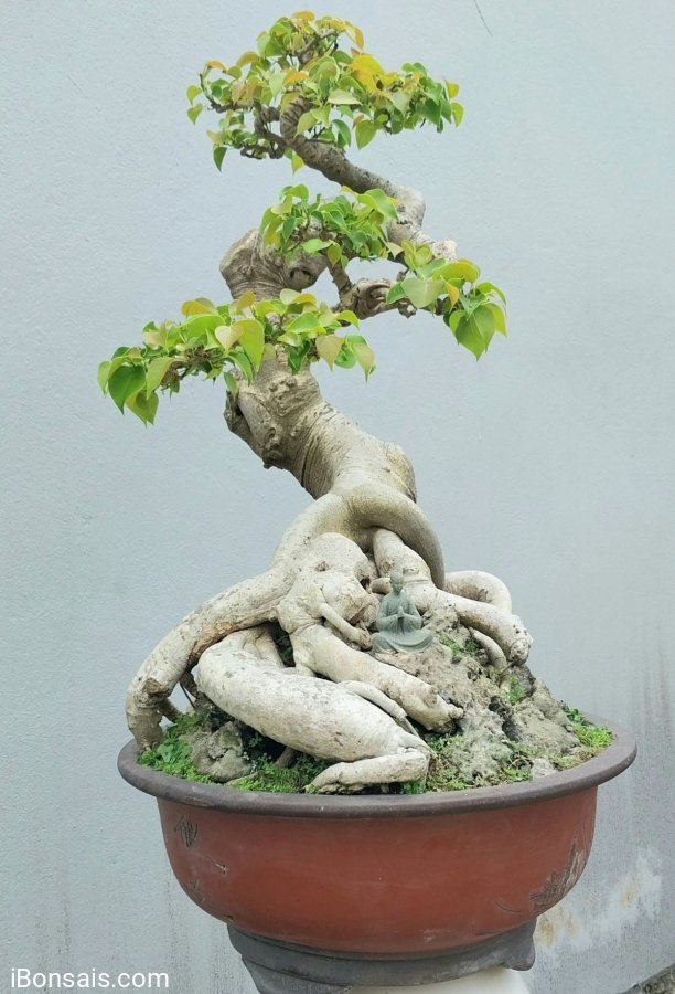 Bodhi bonsai mature tree