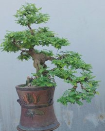 Tamarind tree